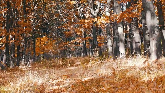 美丽的秋天，树林里黄澄澄的树木。秋天的树叶落到了地上视频素材