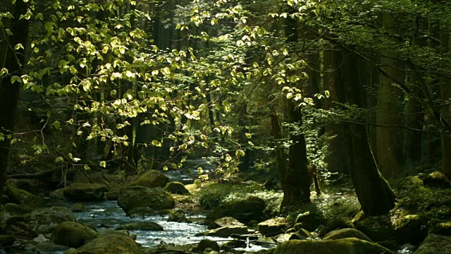 小溪在春天森林Cinemagraph视频素材