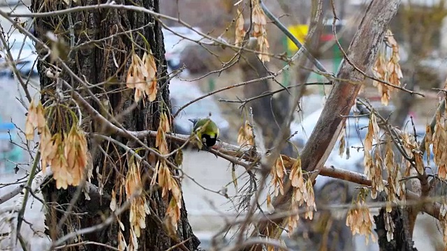 树上的黄色小鸟在吃东西视频下载