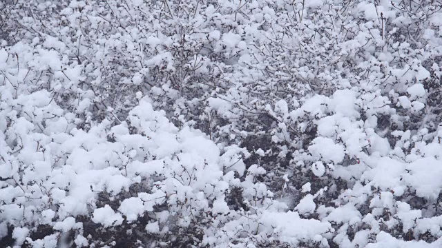江原道江陵的一棵树上飘落着雪花视频素材