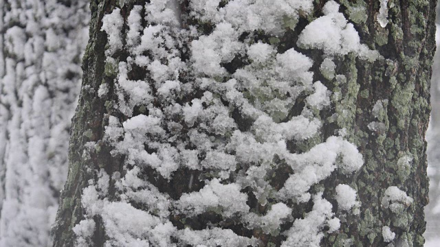 江原道江陵的松林上飘落着雪花视频素材