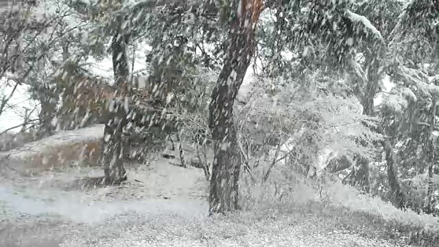 雪花落在松树的叶子上视频素材