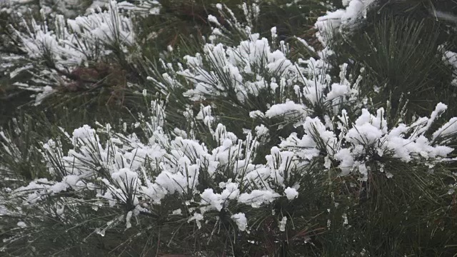 雪花落在松树的叶子上视频素材