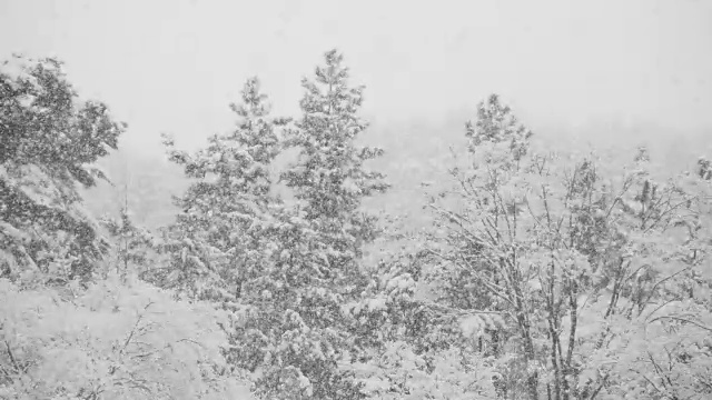 江原道江陵，大雪飘落在树上视频素材