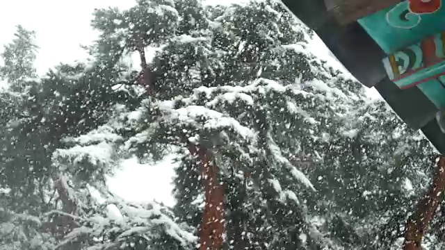 江陵，韩国，飘落的大雪在好树视频素材