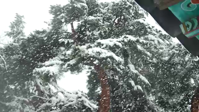 江陵，韩国，飘落的大雪在好树视频素材