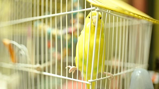 黄色笼子里欢快的虎皮鹦鹉视频素材