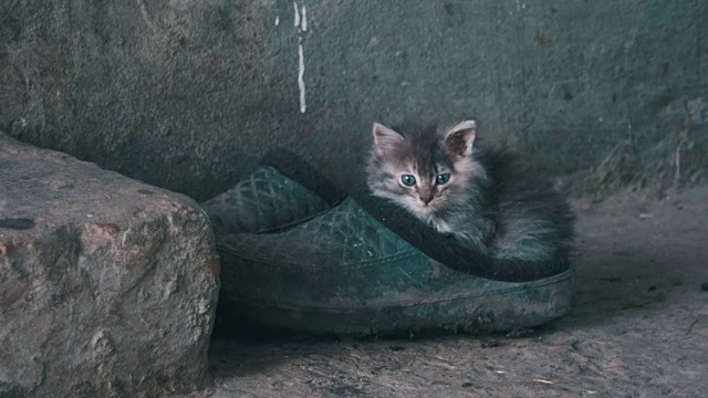 流浪的毛茸茸的灰色小猫坐在街上的鞋子上视频下载