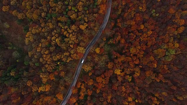无人机:空中公路旅行- 4k无人机视角的乡村道路在秋天的森林视频素材