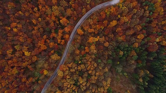 无人机:空中公路旅行-飞越曲折的道路在秋天森林4k视频素材