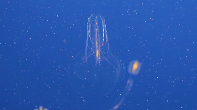 水母在深蓝色的海里游泳视频素材