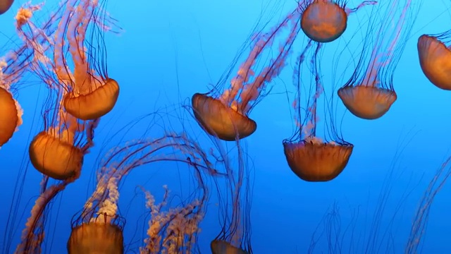 水母在深蓝色的海里游泳视频下载