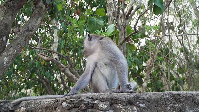 巴厘岛森林里的猴子视频素材