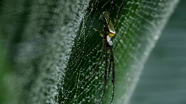 下雨时，金丝圆织蛛(Nephila clavipes)在网上栖息。视频素材