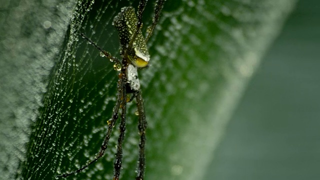 下雨时，金丝圆织蛛(Nephila clavipes)在网上栖息。视频素材