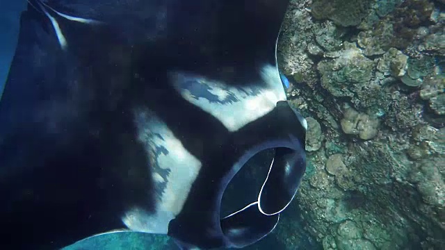 罕见的水下近距离接触濒危物种海洋蝠鲼(Manta birostris)视频素材