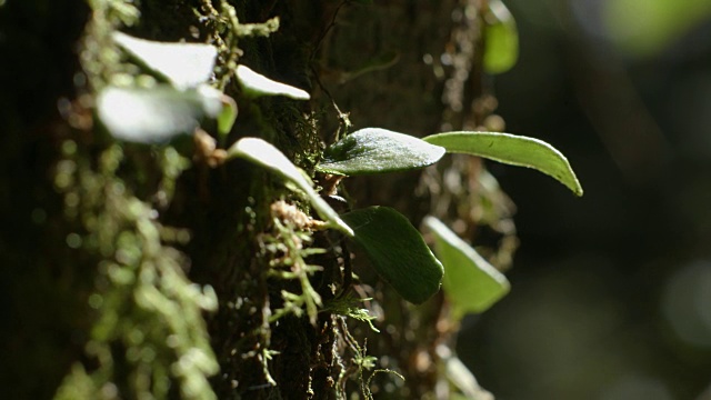 特写镜头，手持拍摄的蜡状叶子从苔藓覆盖的树干生长在一个非山毛榉森林，巴林顿顶国家公园，新南威尔士州，澳大利亚。视频素材