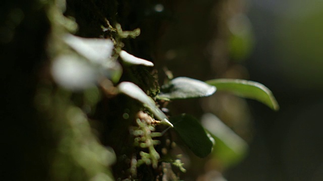 在斑驳的光线下，从覆盖着苔藓的树干上生长出的蜡状叶子之间吸引焦点，澳大利亚新南威尔士州的巴林顿山顶国家公园。视频素材