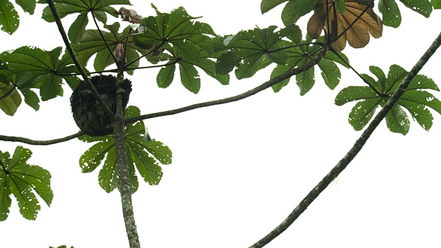 雨中，棕色喉树懒(斑纹树懒)弓着腰坐在树枝上。视频素材