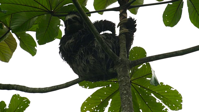 棕色喉树懒(斑纹Bradypus杂色树懒)在雨中四处张望。视频素材