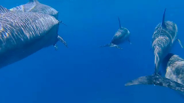 海豚在海里游泳。红海。终于阿拉姆视频素材