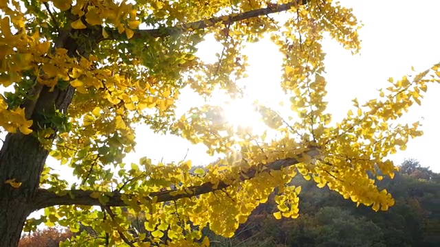 太阳下的银杏树视频下载