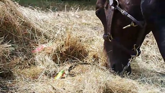 马在大自然中吃草视频素材