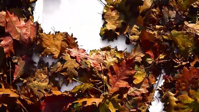丰富多彩的秋叶之静美。过渡，揭示背景。3种不同的版本。视频素材