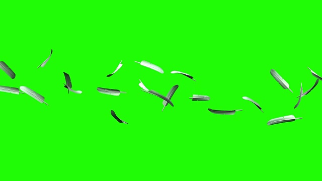 绿色键上的白色羽毛视频素材