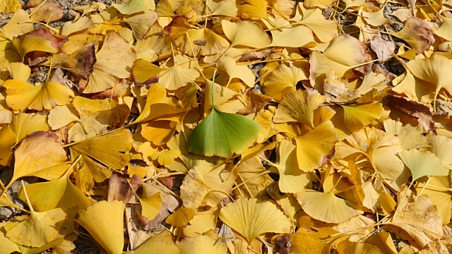 秋天的银杏叶大都是黄色的，带有一片绿色视频下载