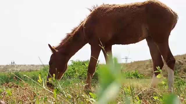 马在大自然中吃草视频素材