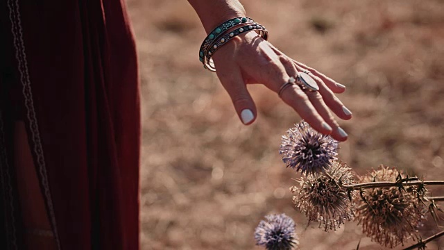 嬉皮女人的手触摸野花在田野的特写视频素材