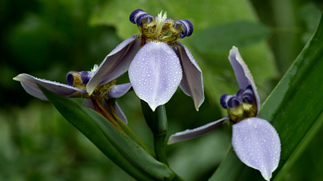 湿紫花植物特写视频素材