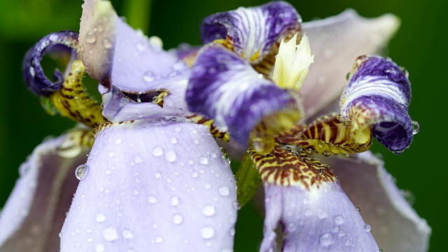 雨落在巨大的使徒鸢尾花(新马利卡caerulea)。视频素材