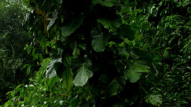 绿色的热带雨林植物。视频素材