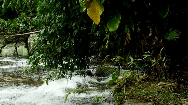 倾斜到绿色的雨林树叶到河流。视频素材