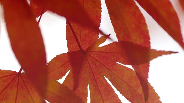 美丽的红色枫叶的形象在风中视频下载