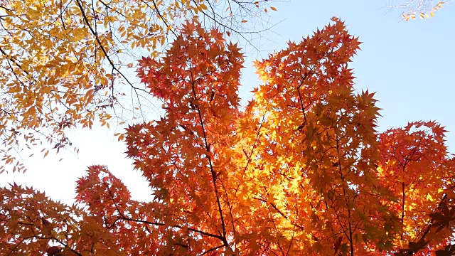 低角度的枫树在秋天视频下载