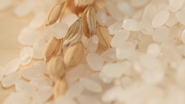 多穗水稻的平移聚焦观察视频下载