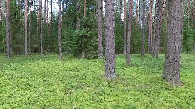 在森林里的树间飞行2视频下载