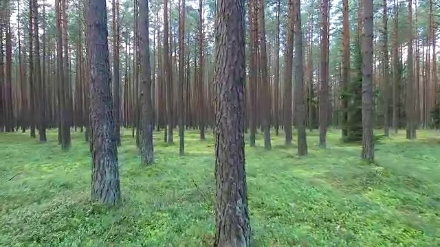 森林中的树间飞行视频下载