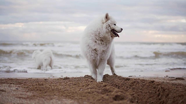 两只可爱的萨摩耶狗在海边嬉戏。Slowmotion拍摄视频素材