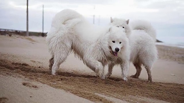 两只可爱的萨摩耶狗在沙滩上挖沙子。Slowmotion拍摄视频素材