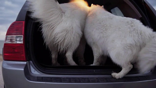 两只可爱的萨摩耶狗在汽车后备箱里跳。Slowmotion拍摄视频素材
