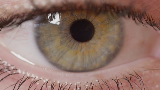 微距景深:美丽的闪烁的绿色眼睛与棕色条纹的详细视图。视频下载