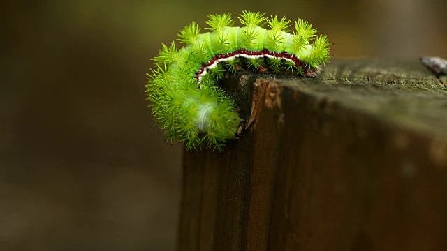石灰绿色的io幼虫爬在篱笆柱上视频下载