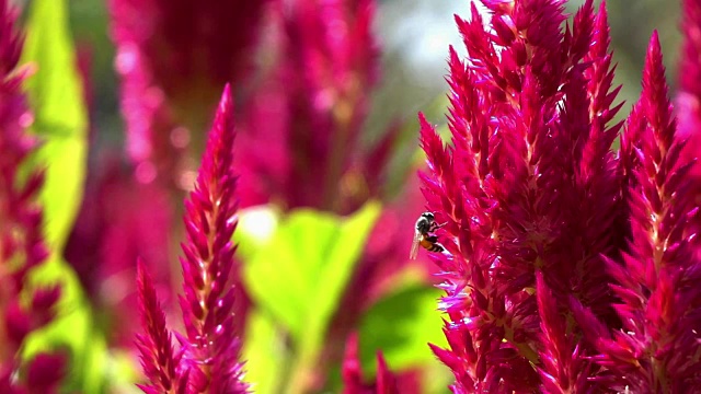 蜜蜂在花上飞行的慢镜头视频素材
