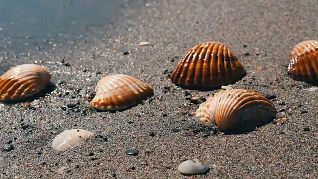 沙滩上的贝壳，浪花溅在贝壳上。热带海滩上美丽的贝壳。旅游的概念视频素材