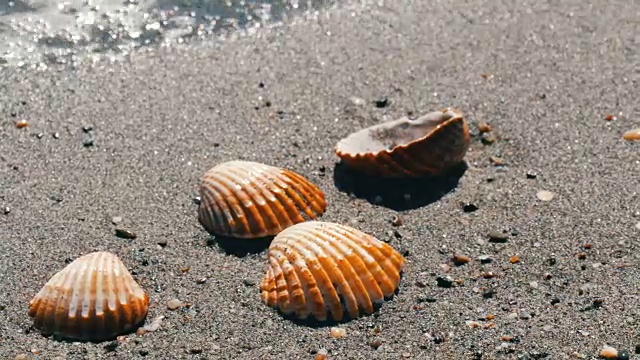 沙滩上的贝壳，浪花溅在贝壳上。热带海滩上美丽的贝壳。旅游的概念视频素材