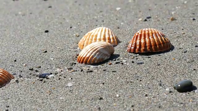 美丽的浮雕贝壳，冲浪视频素材